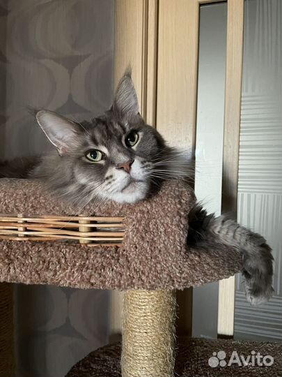 Мейн-кун кошка бесплатно