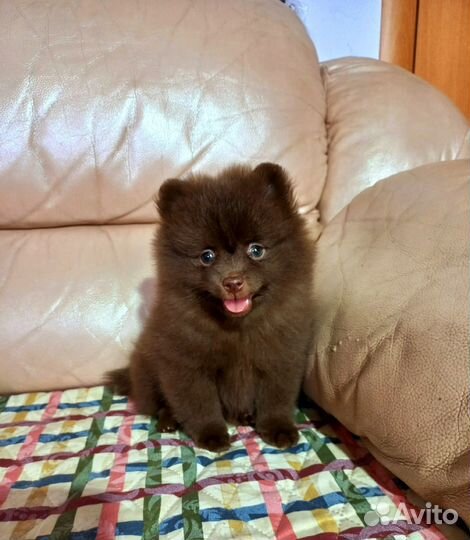 Щенки шпица