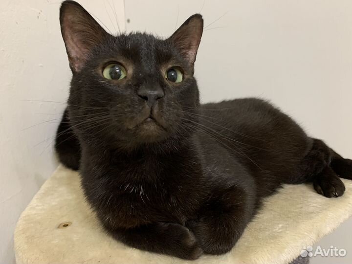 Котик Шоколадный в дар