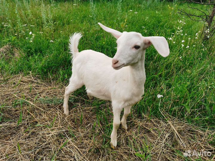 Коза нубийская и козлята