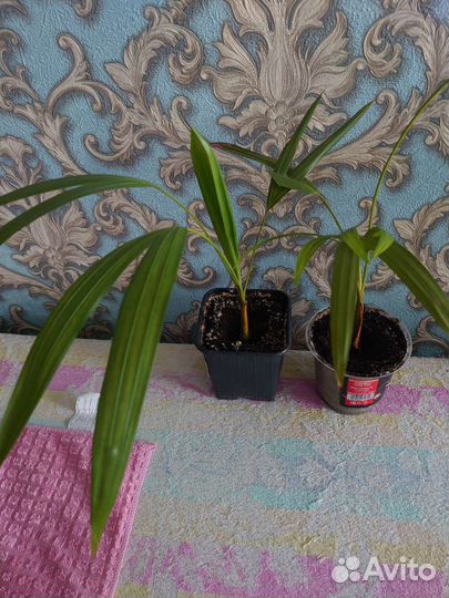 Фикус бенджамина