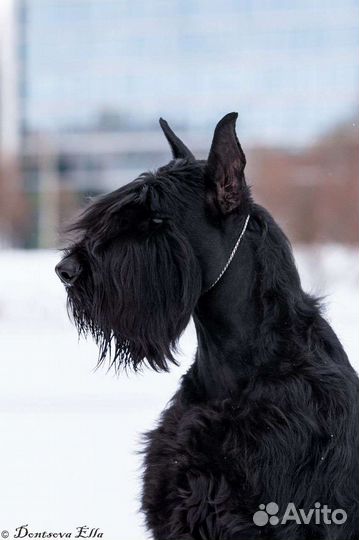 Вязка ризеншнауцер, цена договорная