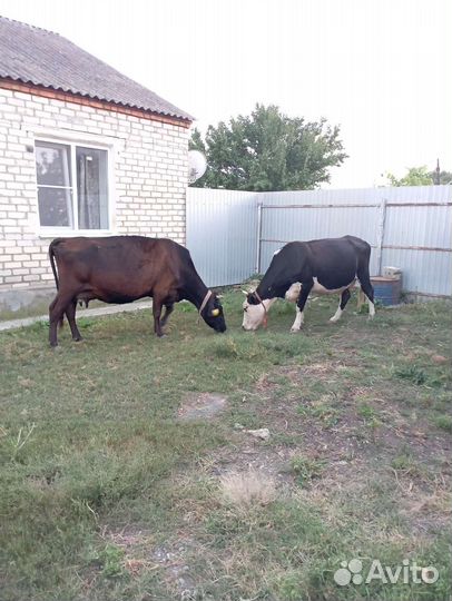 Коровы дойные молочные