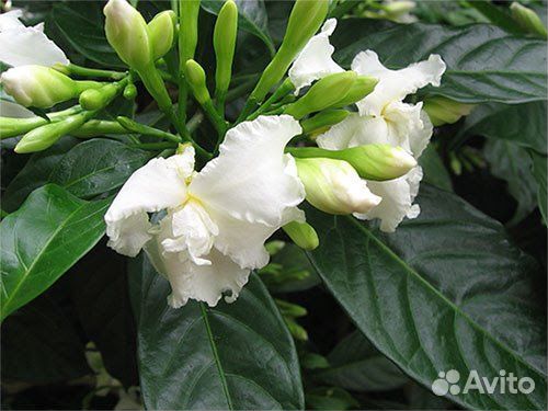 Табернемонтана махровая