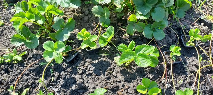 Рассада Клубники зкс