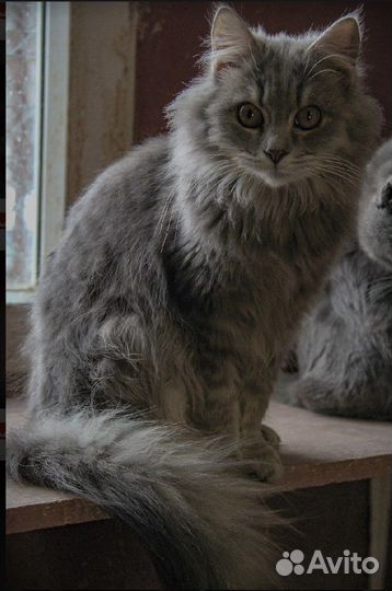 Кошка в дар