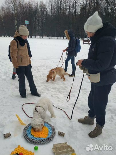 Кинолог зоопсихолог