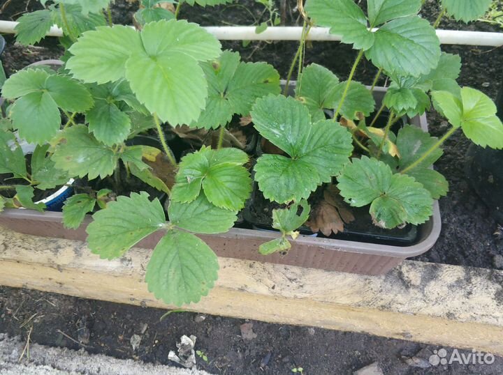 Клубника саженцы