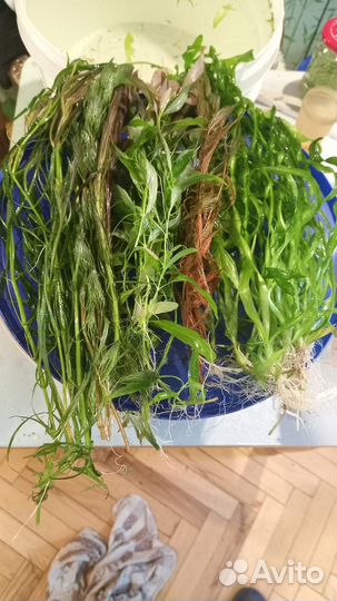 Аквариумные растения. Набором. Прополка