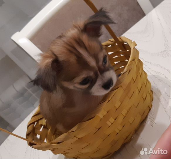 Щенки чихуахуа