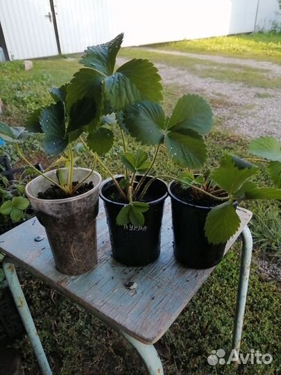 Клубника ремонтантная