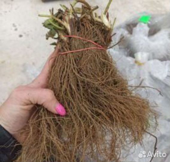 Рассада клубники