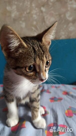 Отдам котенка (м) в хорошие руки