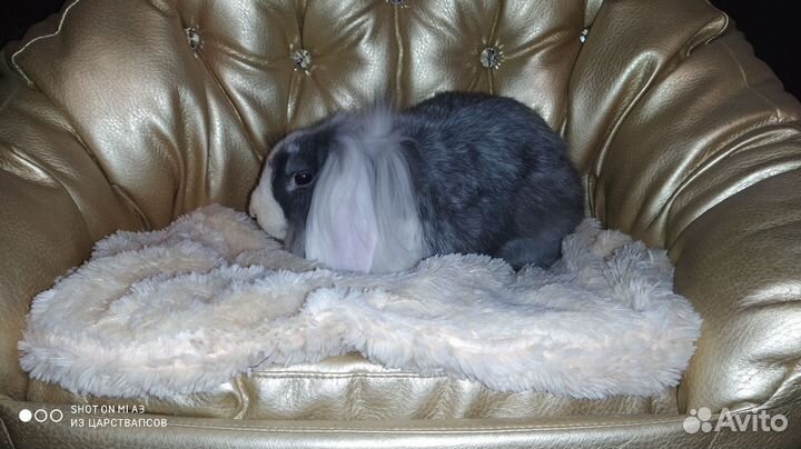 Вислоухие карликовые крольчата