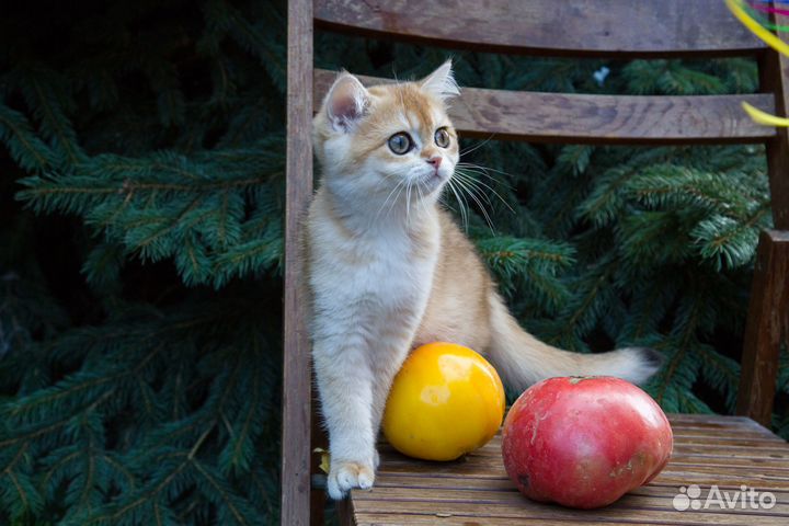 Котенок золотая шиншилла