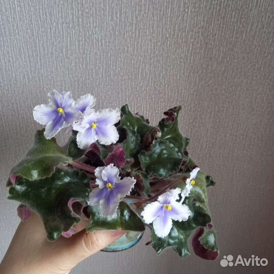 Фиалки сортовые