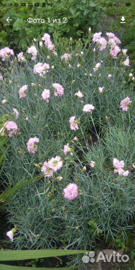 Арабис, гвоздика садовая