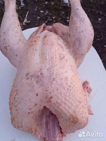 Мясо домашней индейки