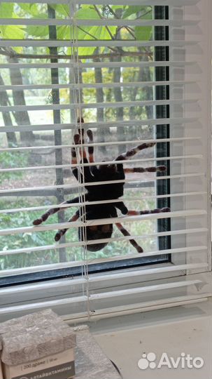 Паучок из шерсти, смешанная техника