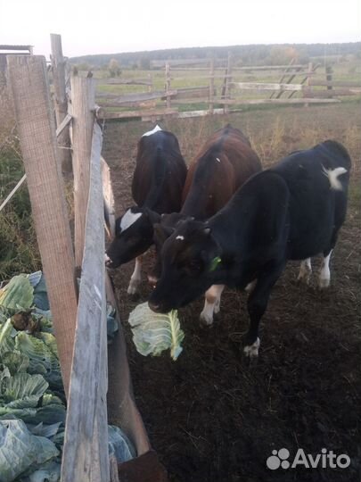 Телята бычки