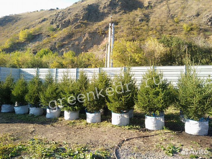 Саженцы Ель Сибирская 150см