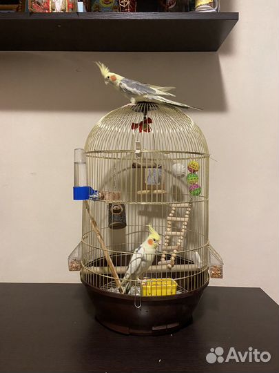 Продажа корелл (мальчик, девочка) с клеткой