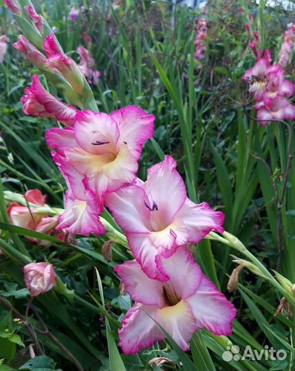 Гладиолусы луковицы