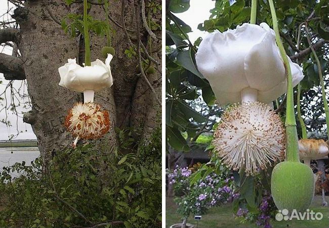 Баобаб африканский семена