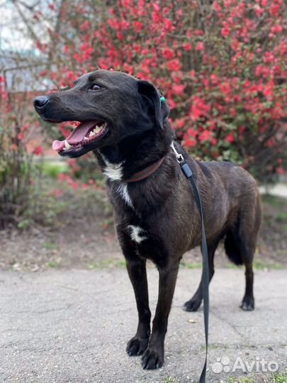 Черныш ищет дом