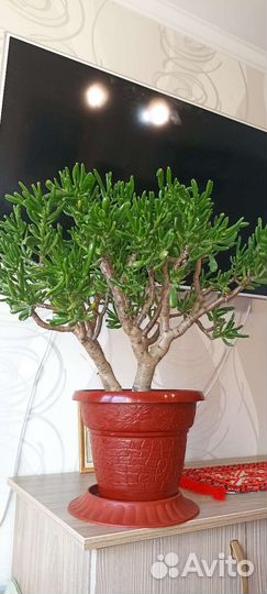 Толстянка хоббит