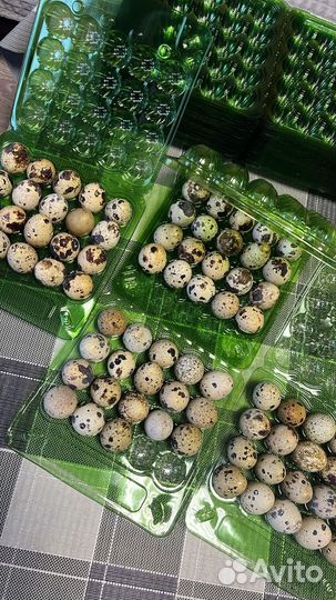 Яйца перепелиные