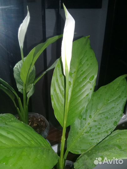 Цветок женское счастье