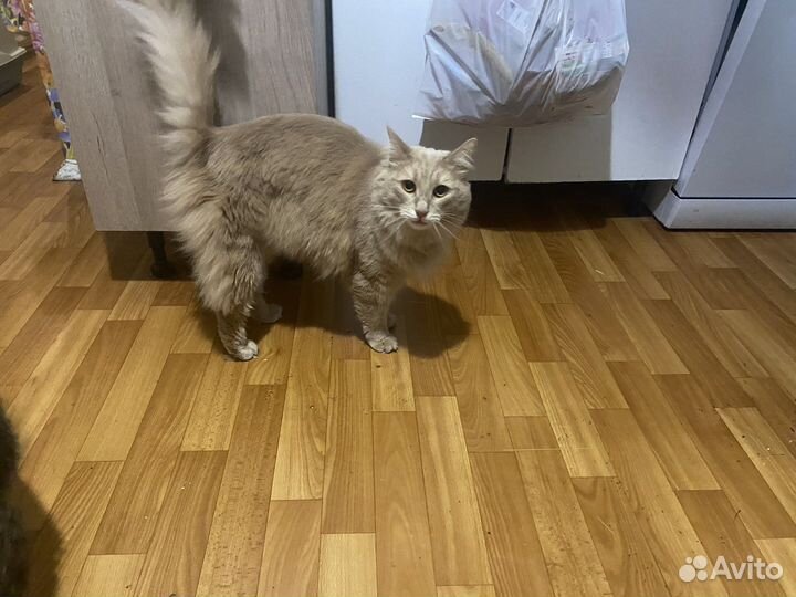 Отдам кота в добрые руки