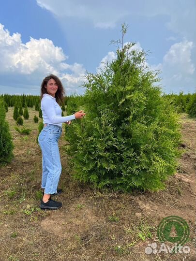 Туя брабант с гарантией приживаемости