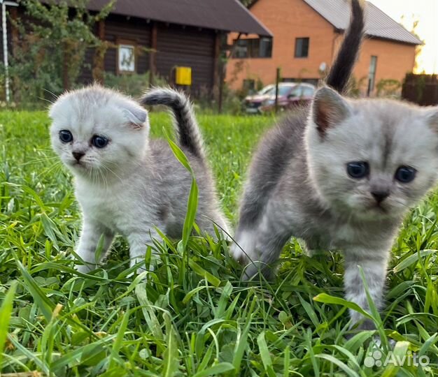 Шотландские котята