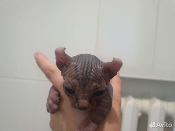 Канадский сфинкс эльф котенок