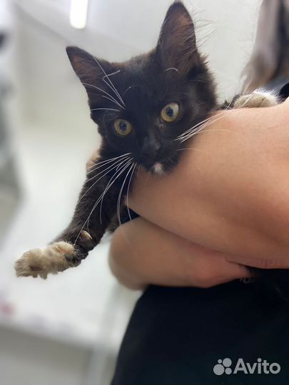 Котенок в добрые руки