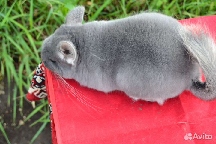 Фиолетовый бархат нс,на