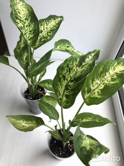 Диффенбахия Компакта