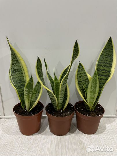 Сансевиерия Футура Суперба 12/35