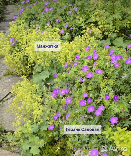 Многолетние растения