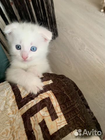 Белый котенок с разными глазами объявление продам