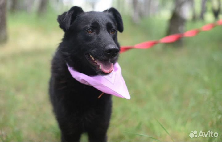 Собака в добрые руки