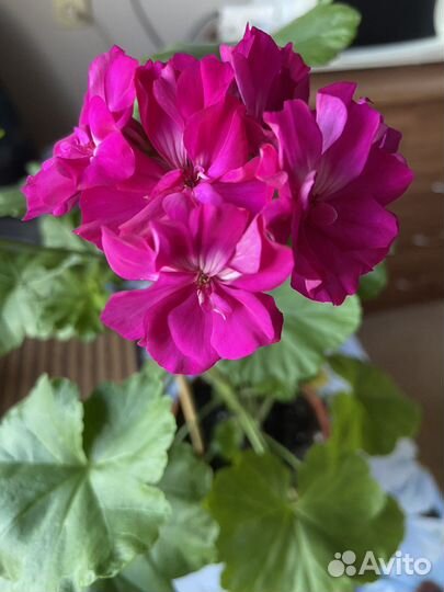 Пеларгония герань, цвет фуксия