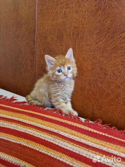 Мейн-кун котята