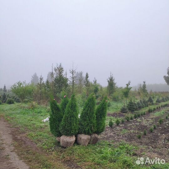 Туя Западная Смарагд. Напрямую из питомника