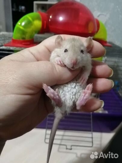 Крыса крысята дамбо