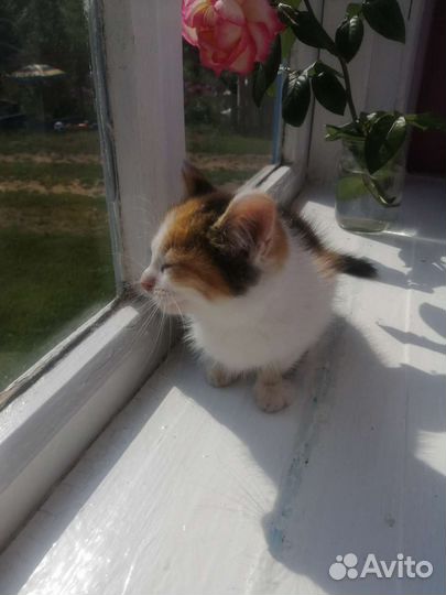 Котенок девочка бесплатно