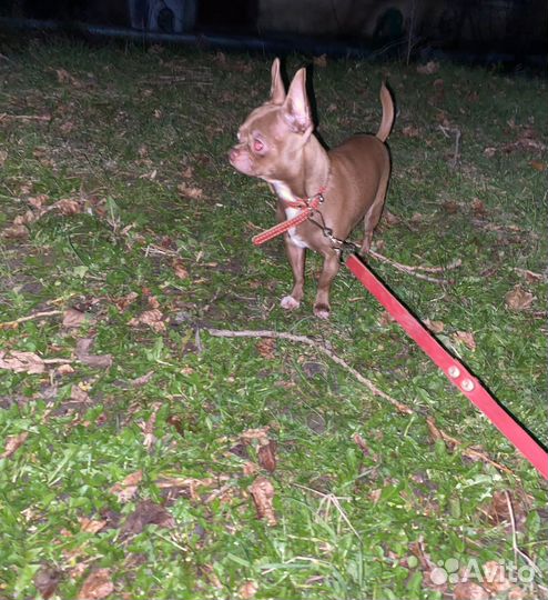 Жених Чих (мальчик красавчик)вязка