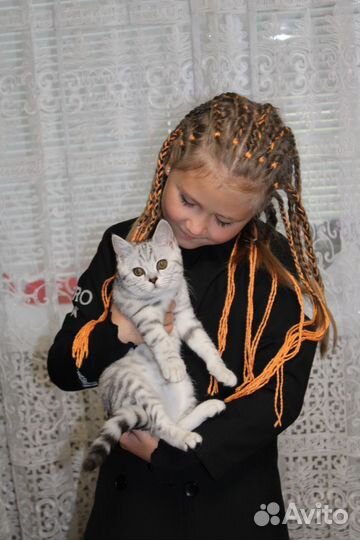 Отдам кошечку в добрые руки